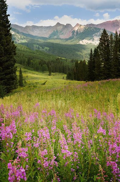 Jaynes Gallery 아티스트의 USA-Colorado-Gunnison National Forest Fireweeds in mountain meadow작품입니다.